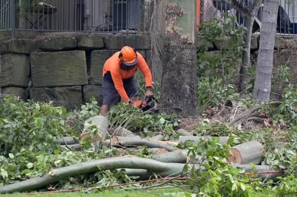 Professional  Tree Services in South Carthage, TN